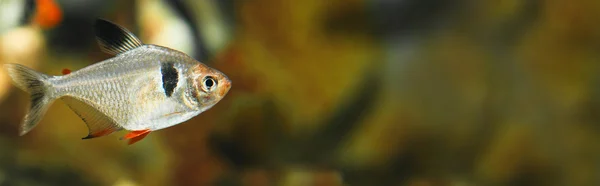 Sozinho hyphessobrycon bentosi bentosi peixes de água doce no aquário — Fotografia de Stock