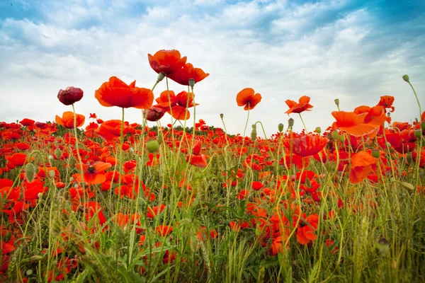 vahşi kırmızı poppies kırsal alan ile inanılmaz gök