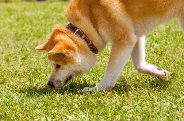 Razze di spitz shiba inu del cane dal Giappone da fiuto la preda — Foto Stock