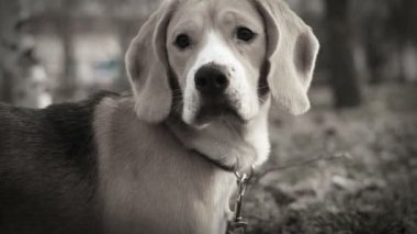 beagle köpek fowl izler