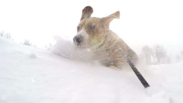 Actieve beagle pup begraven zichzelf in sneeuwjacht slow motion video — Stockvideo