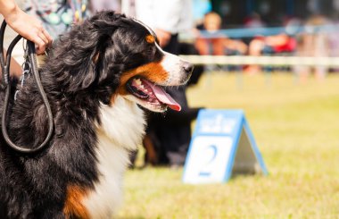 Bernese dağ köpeği - nın sennenhund Fuar
