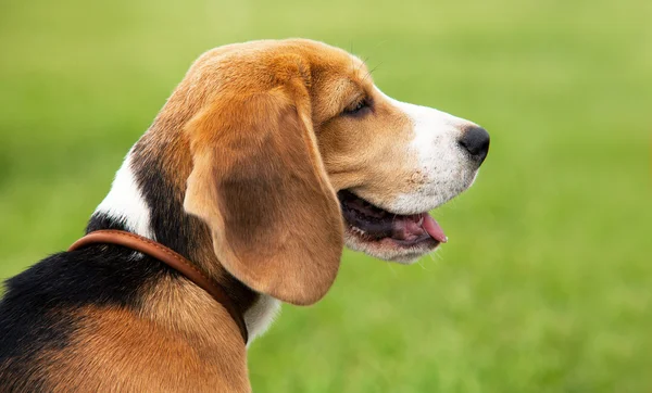 Perro cazador de Beagle en la hierba — Foto de Stock