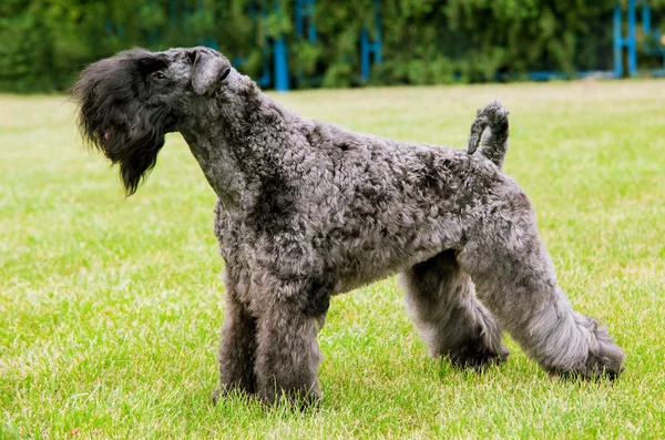 Kerry Irish Blue Terrier — Stock Photo, Image