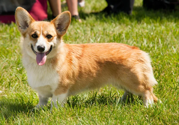 Pembroke Corgi galês — Fotografia de Stock