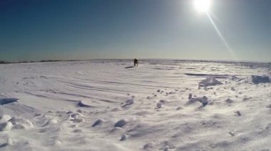 ağır çekim görüntüleri: komik beagle köpek yavrusu kameraya çalışır