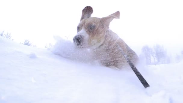 Aktiva beagle valp begrava sig själv in i snödriva slow motion video — Stockvideo