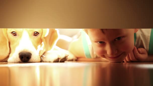 Laughing little boy with his best friend beagle dog under the bed — Stock Video