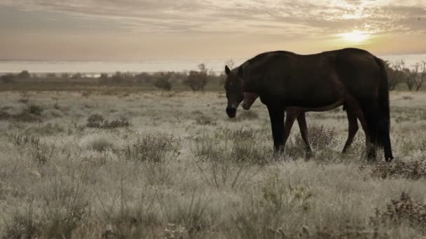 Φοράδα με τις νέους foal βόσκουν το χορτάρι στο το απογευματινό ήλιο ακτίνες — Αρχείο Βίντεο