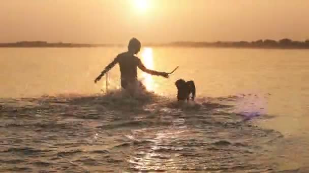 ビーグル子犬サンセット夕焼け波サーファー海に浮気を持つ男 — ストック動画