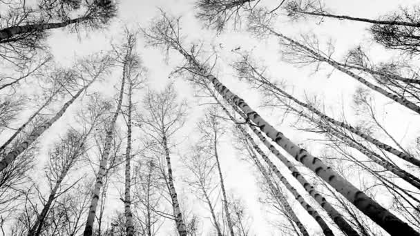 Testa vista sopra le cime di betulla: vento muove i tronchi degli alberi russi — Video Stock