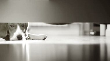 Merhaba, en iyi arkadaşım! Neden bu kadar üzgünsün ?