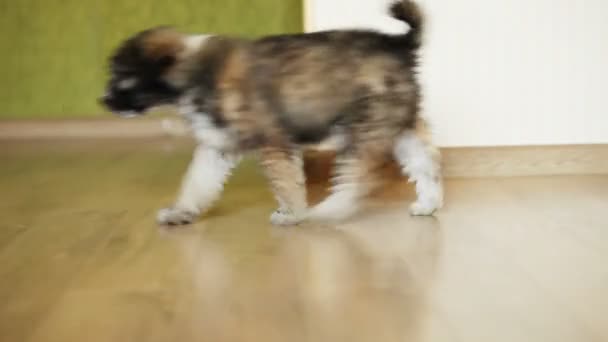 Cachorro de pobre vira-lata em casa aconchegante — Vídeo de Stock