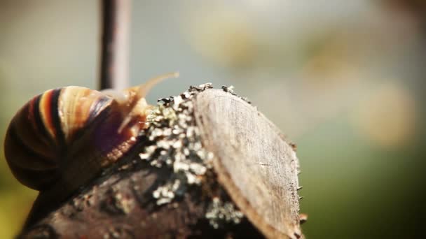 Snail climbs to the top of the branches — Stock Video