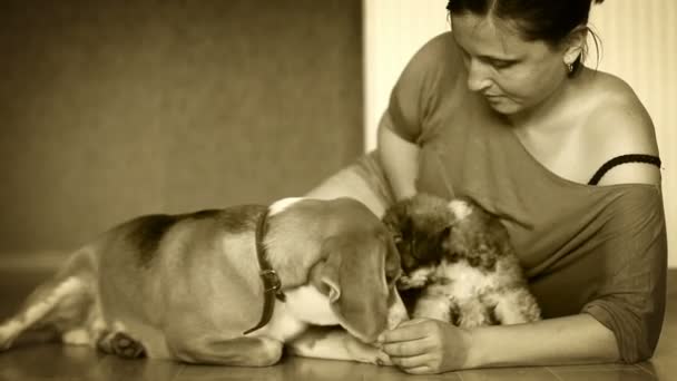 Jeune femelle avec deux chiens belle sur le blanc de la maison sol stratifié - noir — Video