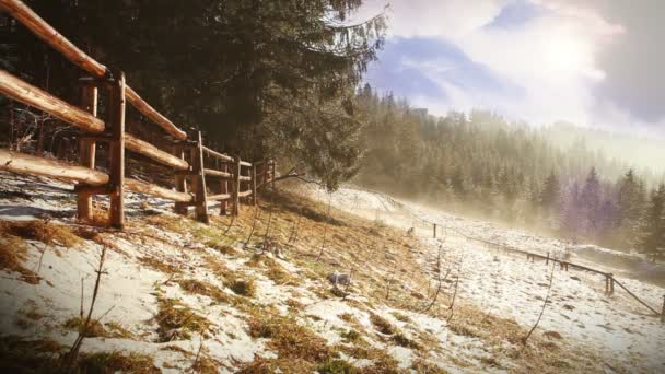 Foggy spring morning. Mist flows between firs. Tatra Mountains — Stock Video