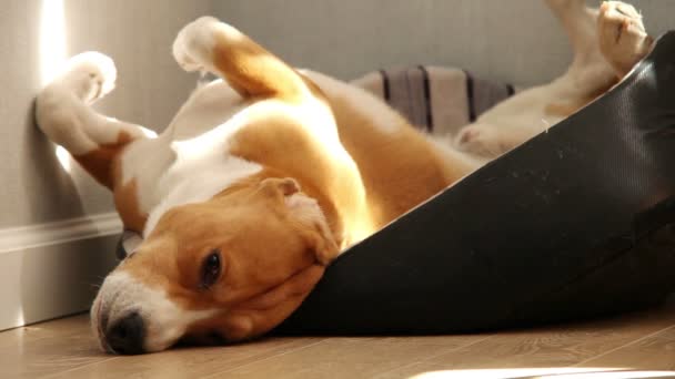 Смішний сплячий бігль собака в спекотний день — стокове відео