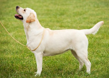 Yeşil çimenlerin üzerinde Golden retriever açık yürüyüş