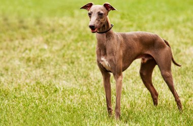 azawakh - bu Afrika sighthound köpek doğurmak.