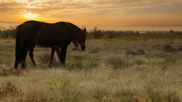 Cavalos do amanhecer — Vídeo de Stock