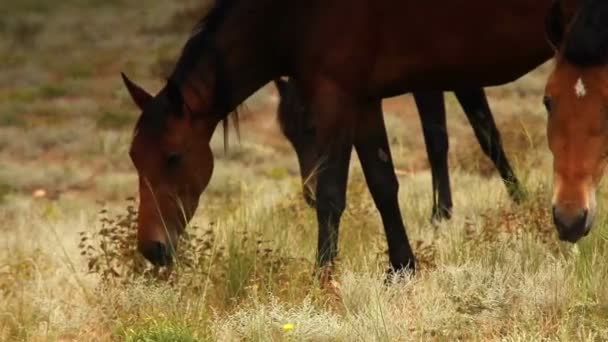 Red color Horses graze grass in the evening sun rays — Stock Video