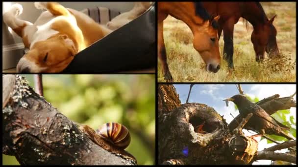 Filmagens de colagem família dormir beagle, mangueiras, caracol e starling — Vídeo de Stock