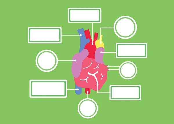 Sistema cardíaco vetor cartoon —  Vetores de Stock