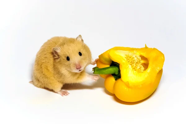 hamster