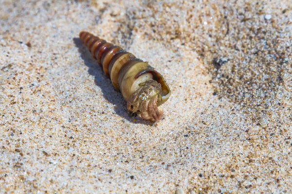 Sea clam shell — Stock Photo, Image