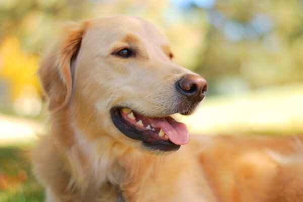 Golden Retriever In Fall