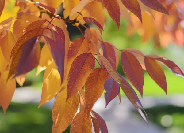 Autumn Colors — Stock Photo, Image