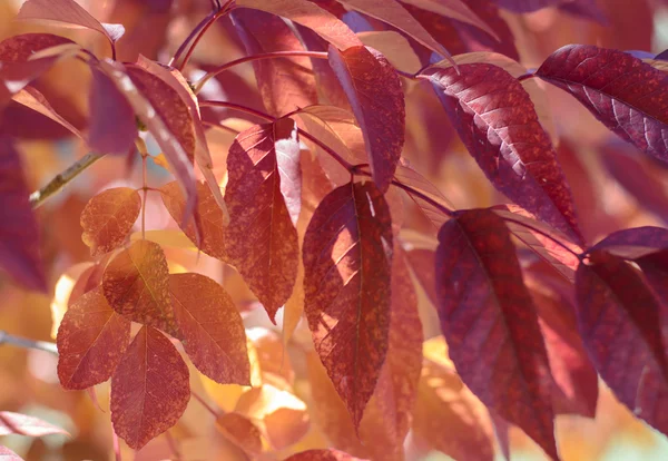 Fall Colors — Stock Photo, Image