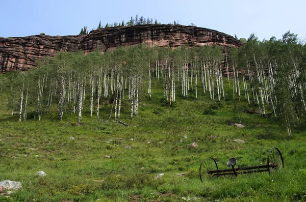 Aspen Trees in Colorado Summer — Stock Photo, Image