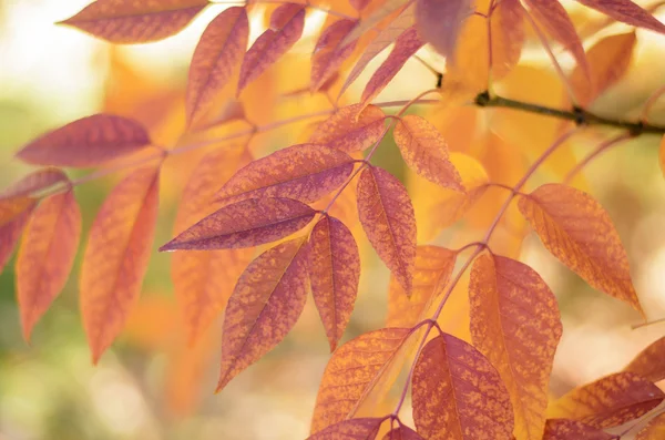 Colorful leaves in autumn — Stock Photo, Image