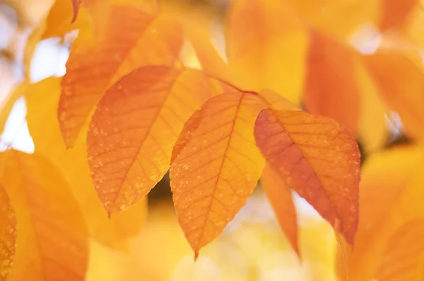 Colorful leaves in autumn — Stock Photo, Image