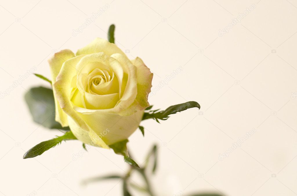 Single Yellow Rose Stock Photo C Yobab 34227541
