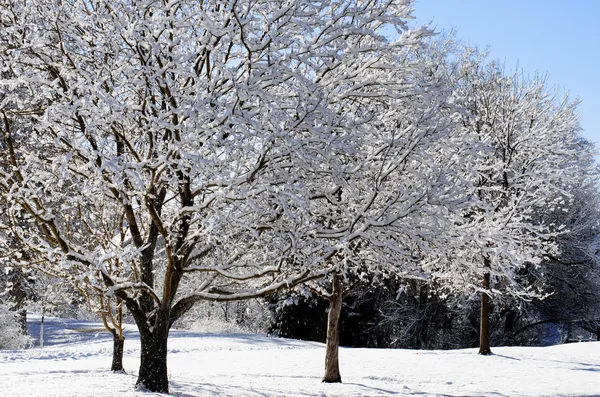 Kar çiçekli ağaçlar — Stok fotoğraf