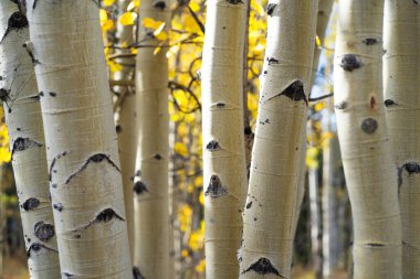Colorado 'daki Kenosha Geçidi' nde Aspen Ağaçları