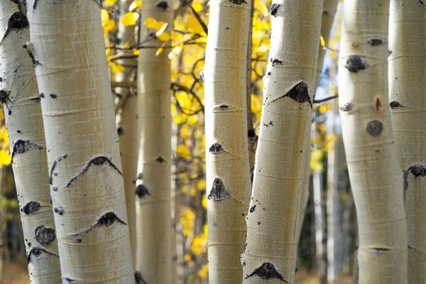 Colorado 'daki Kenosha Geçidi' nde Aspen Ağaçları