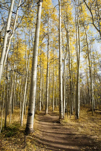 Aspen Trees Kenosha Pass Colorado — Stock Photo, Image