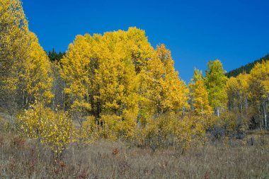 Hiking Trail surrounded by beautiful Aspen Trees during fall in Colorado