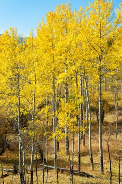 Colorado 'da sonbaharda mavi gökyüzüne karşı uzun Aspen Ağaçları