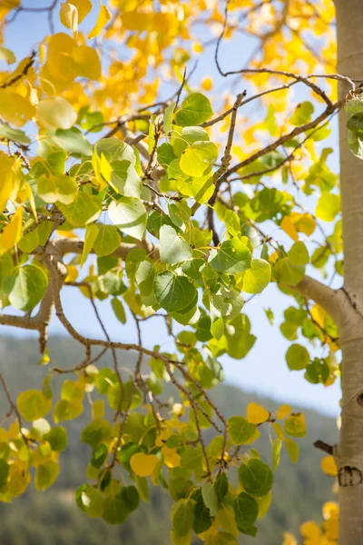 Close Colorful Aspen Tree Fall Colorado — Stock Photo, Image