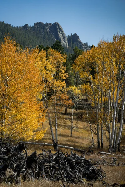 Κολοράντο Βουνό Καλυμμένο Πολύχρωμες Λεύκες Φθινόπωρο — Φωτογραφία Αρχείου