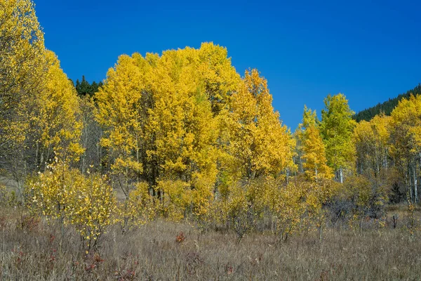 Hiking Trail Surrounded Beautiful Aspen Trees Fall Colorado — ストック写真