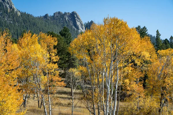 Colorado Mountain Covered Colorful Aspen Trees Fall — Stock Photo, Image