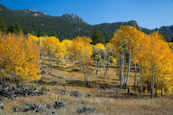 Colorado Hegy Borított Színes Spenótfák Ősszel — Stock Fotó