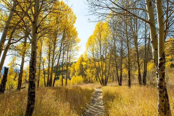 Πεζοπορία Trail Περιβάλλεται Από Όμορφα Δέντρα Aspen Κατά Διάρκεια Του — Φωτογραφία Αρχείου