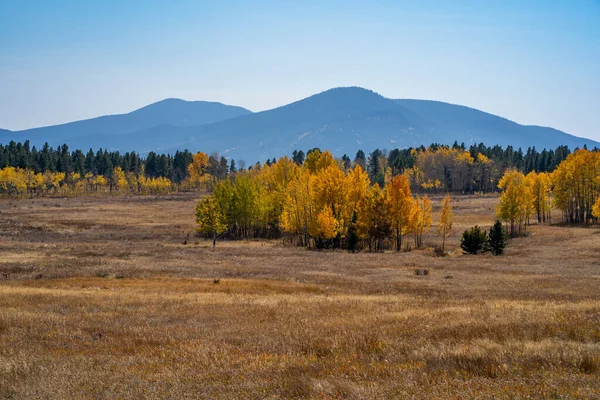 Colorado Mountain Covered Colorful Aspen Trees Fall — Stock Photo, Image