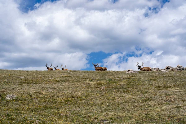 Manada Alces Parque Nacional Las Montañas Rocosas Colorado — Foto de Stock
